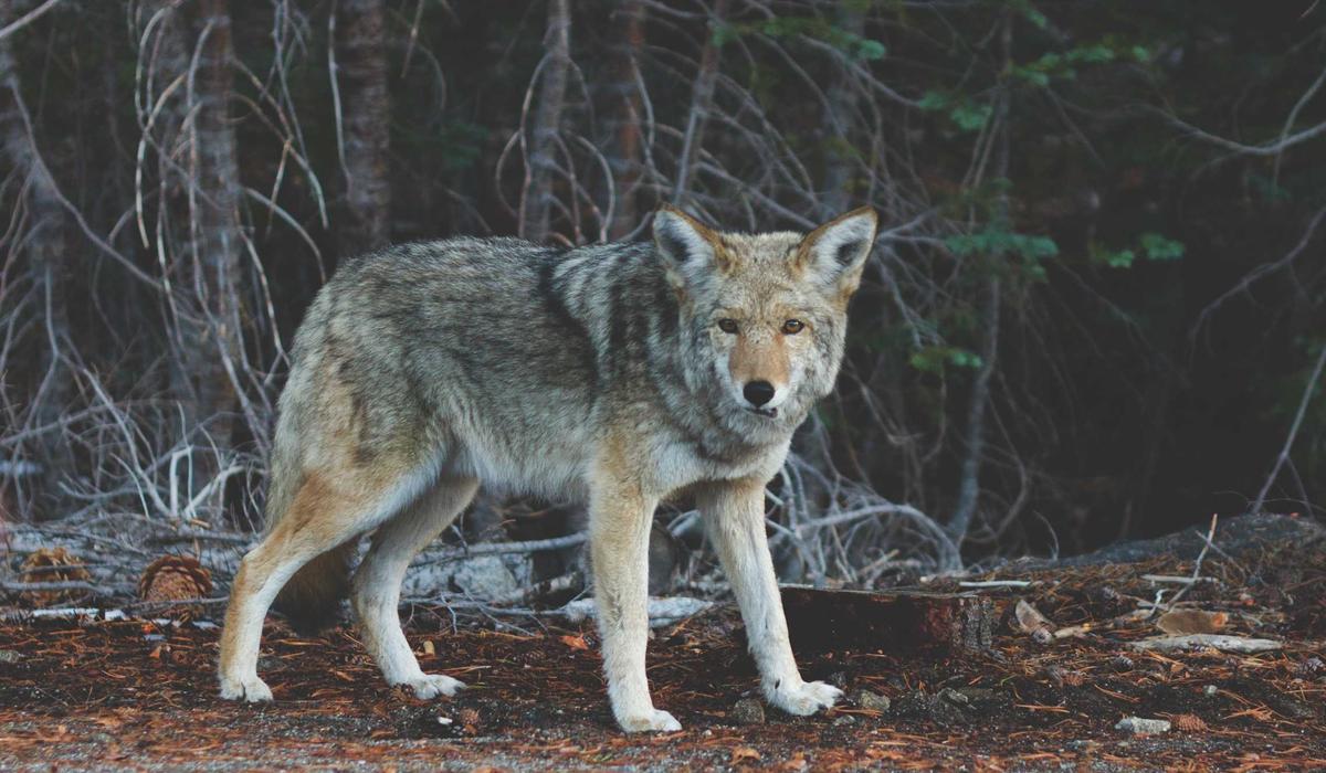 Basketbol Video İçerik 10