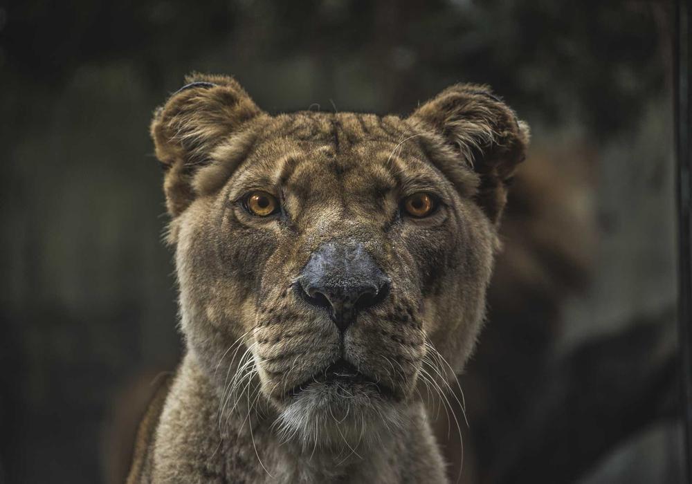 İnternet video galeri görsel 1 - video 10