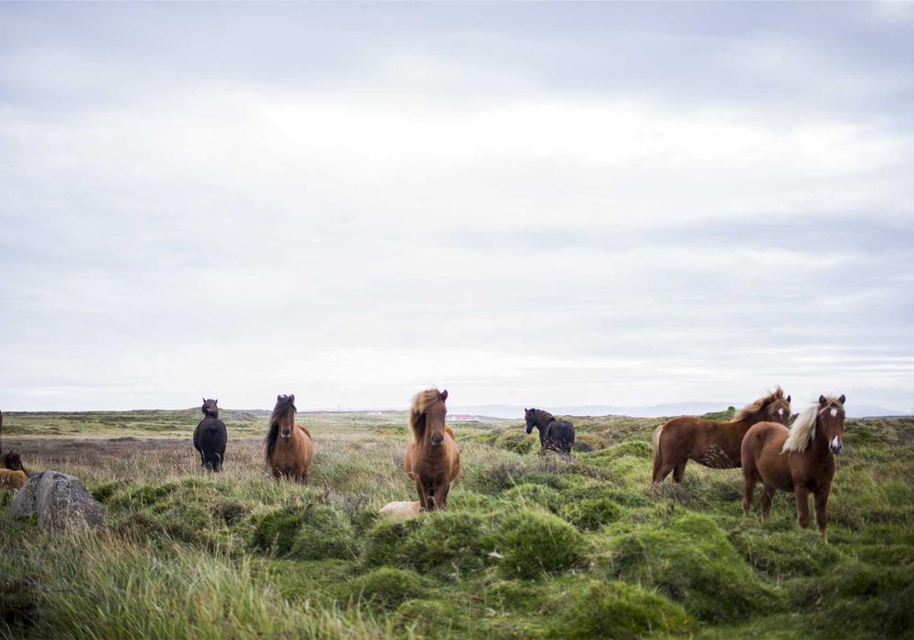 Seçim video galeri görsel 2 - video 6